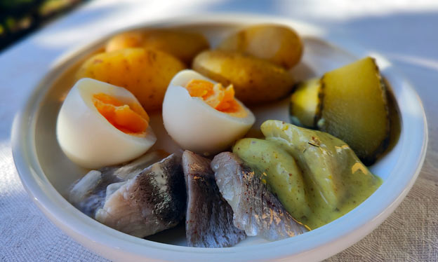 Atlantic herring